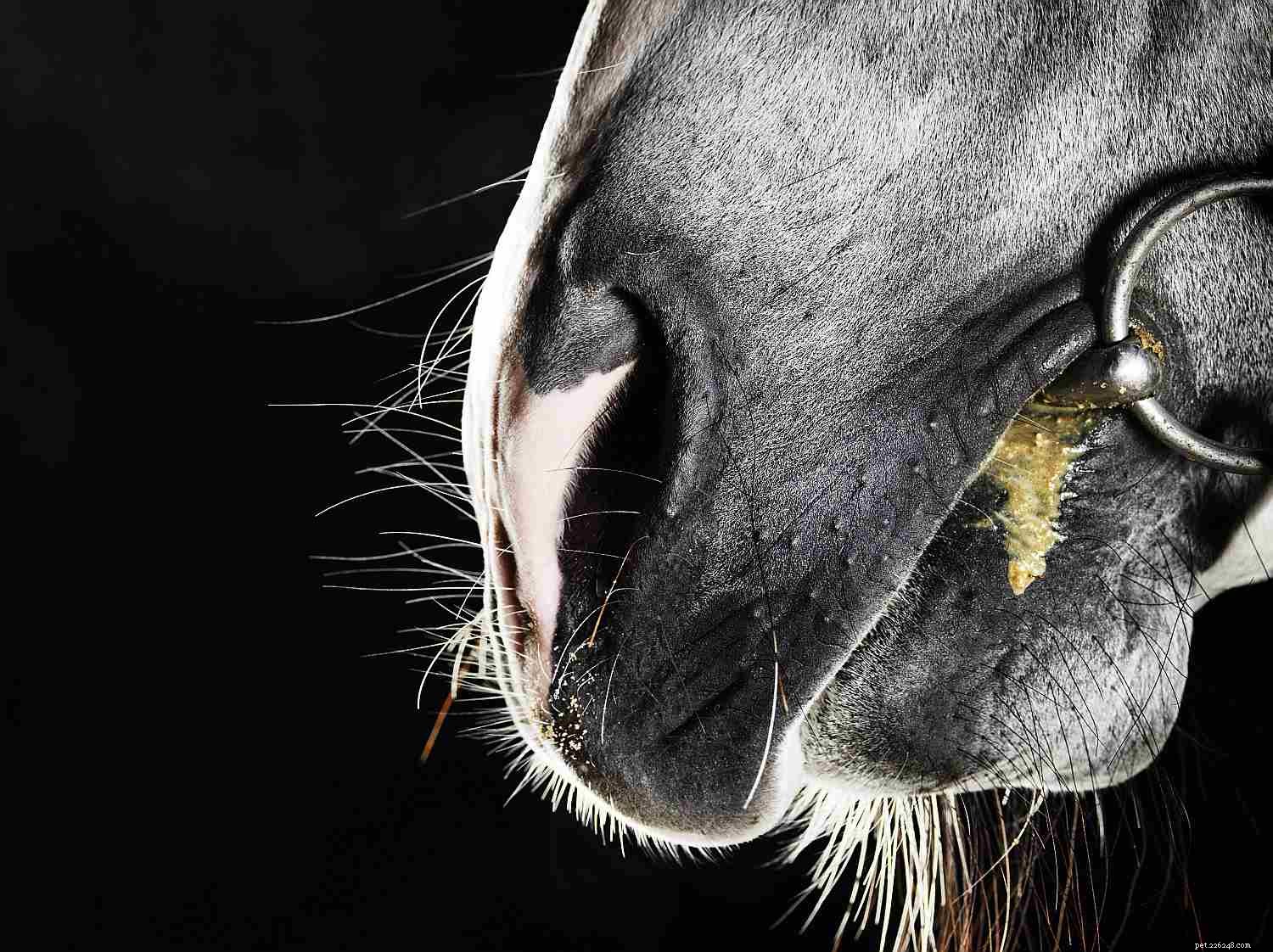 12 způsobů, jak vám váš kůň říká, že potřebuje zkontrolovat zuby