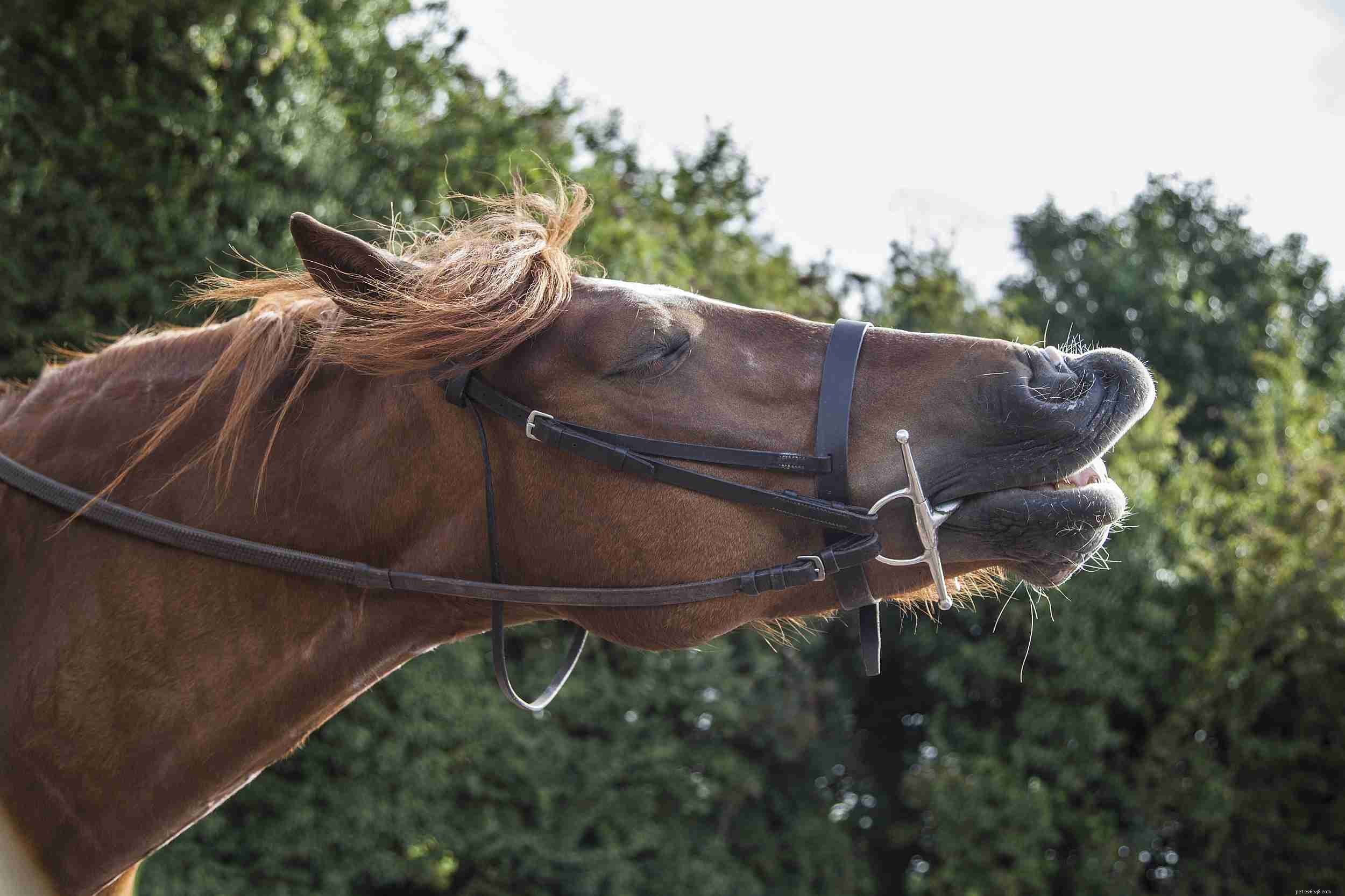 12 maneiras que seu cavalo diz que precisa verificar os dentes