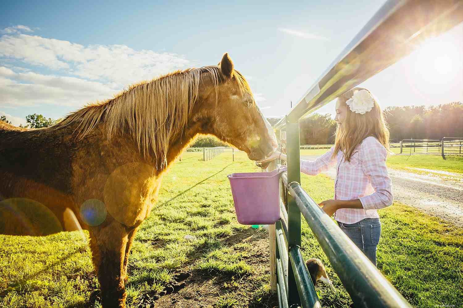 12 modi in cui il tuo cavallo ti dice che ha bisogno di un controllo dei denti