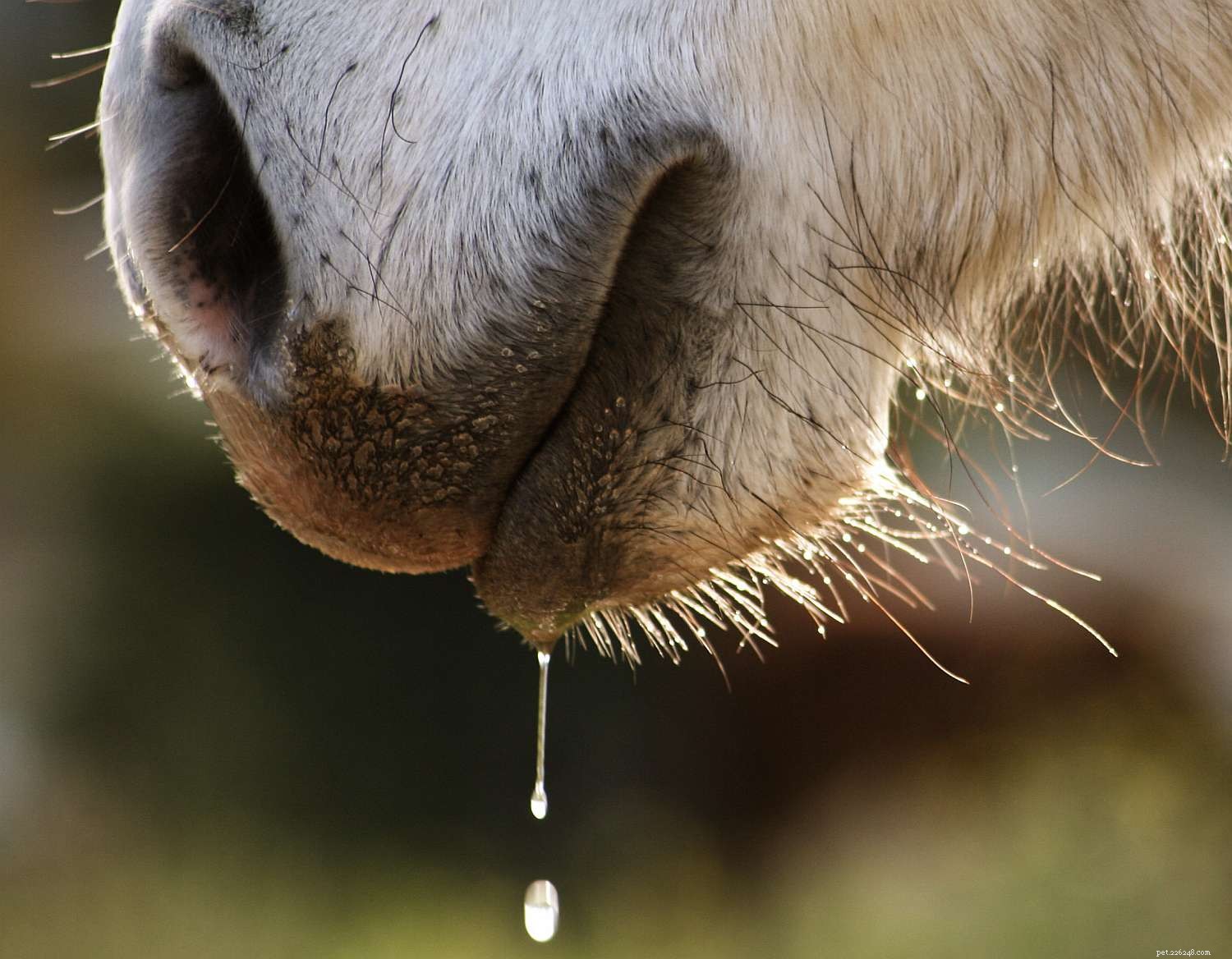 12 способов, которыми ваша лошадь сообщает вам, что ей нужно проверить зубы