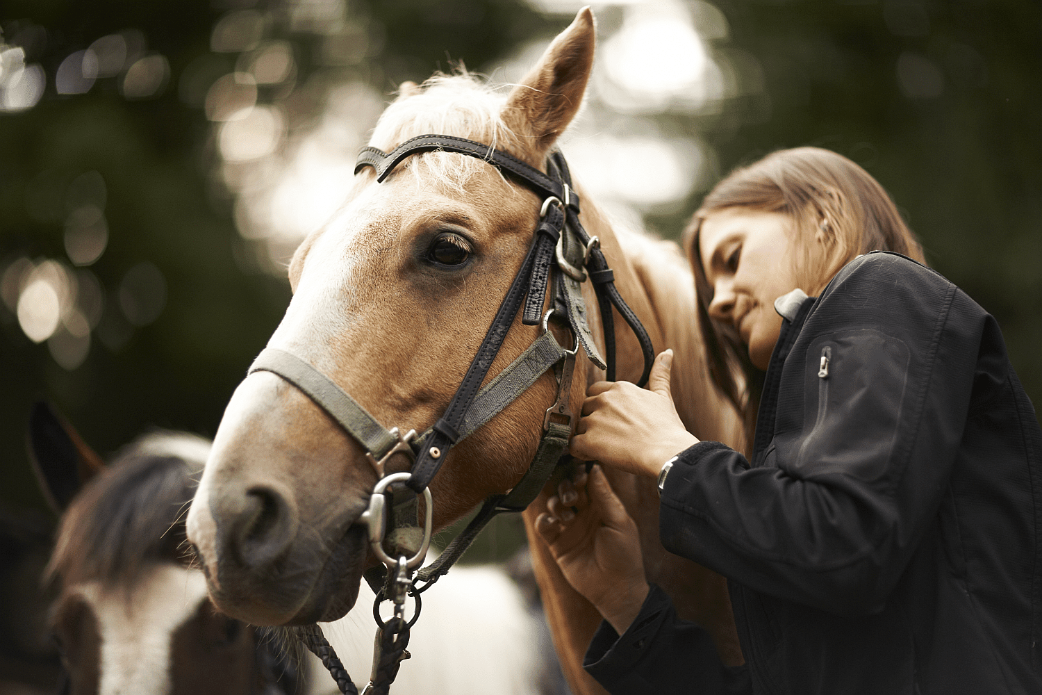 12 maneiras que seu cavalo diz que precisa verificar os dentes