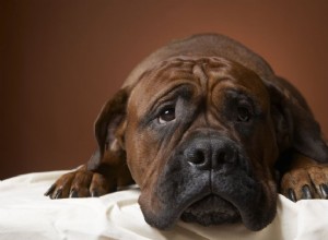Mám vyvolat zvracení poté, co můj pes požije toxin?