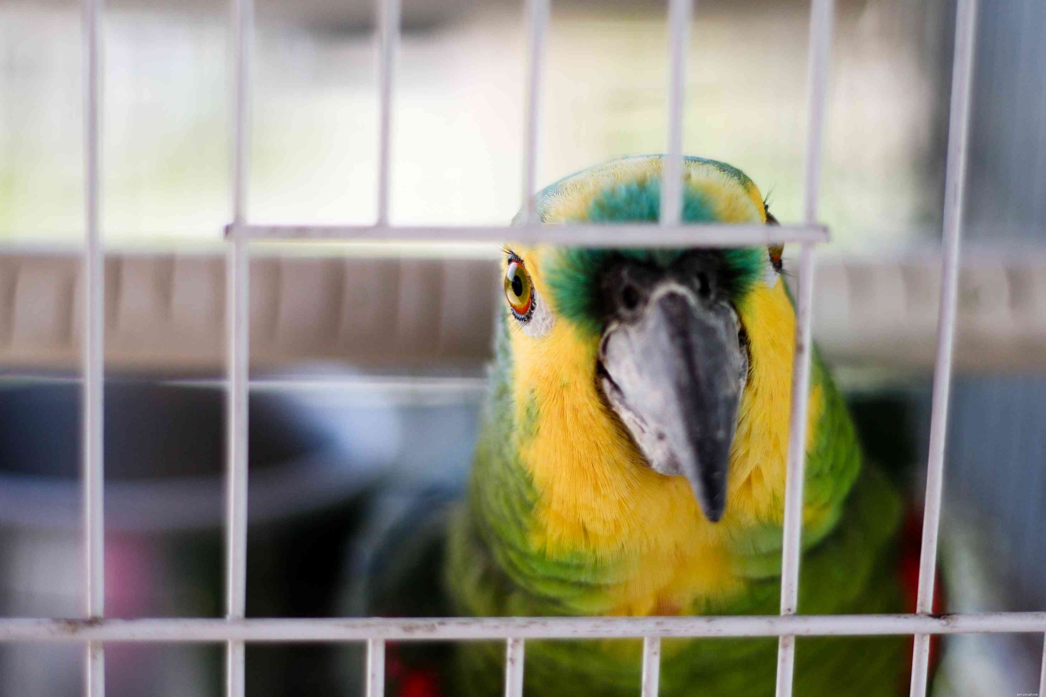 Comportamento ormonale nei pappagalli