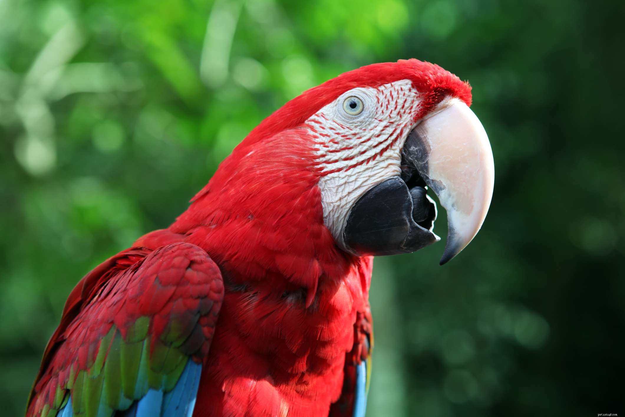 Comportamento hormonal em papagaios