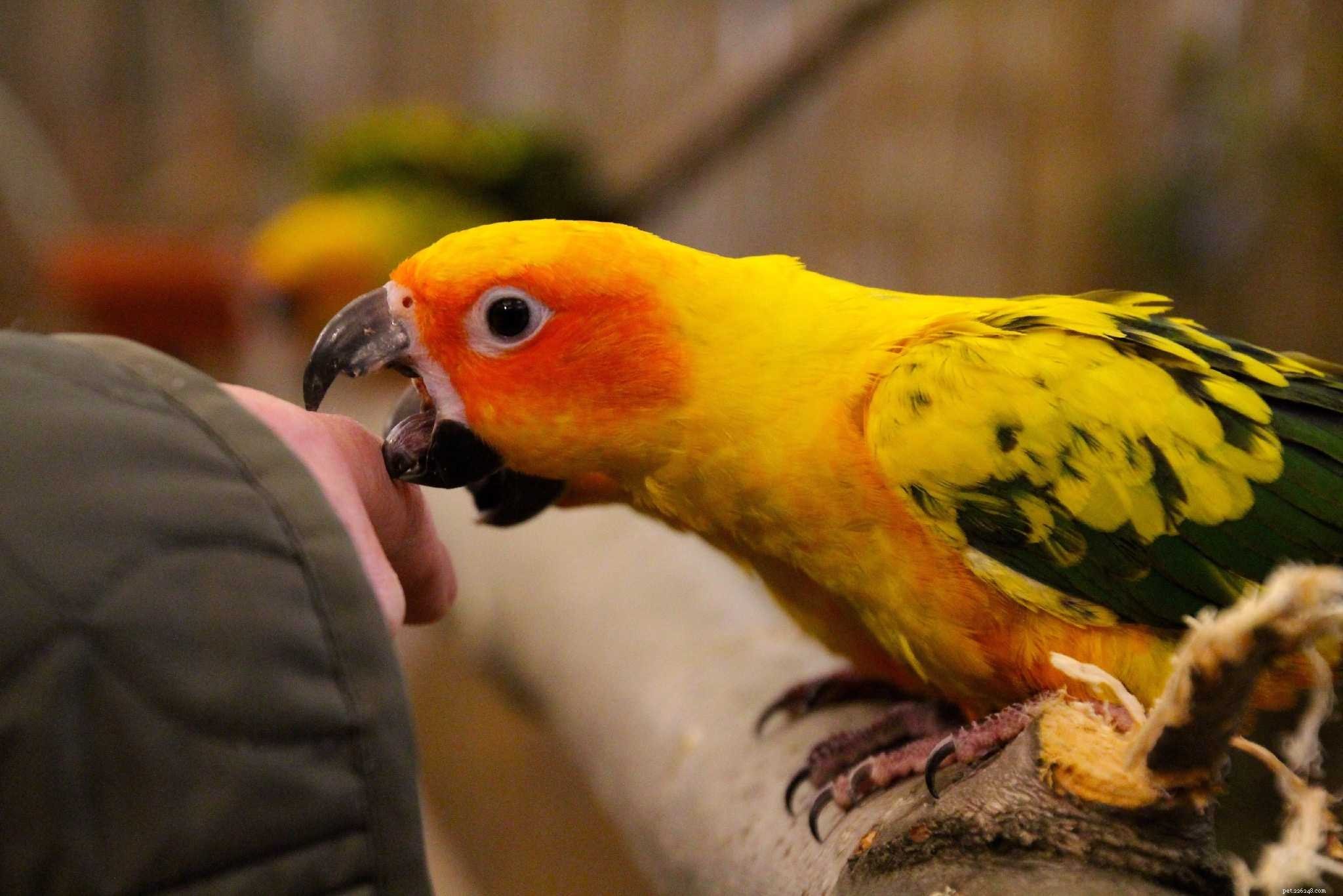 Hormonellt beteende hos papegojor