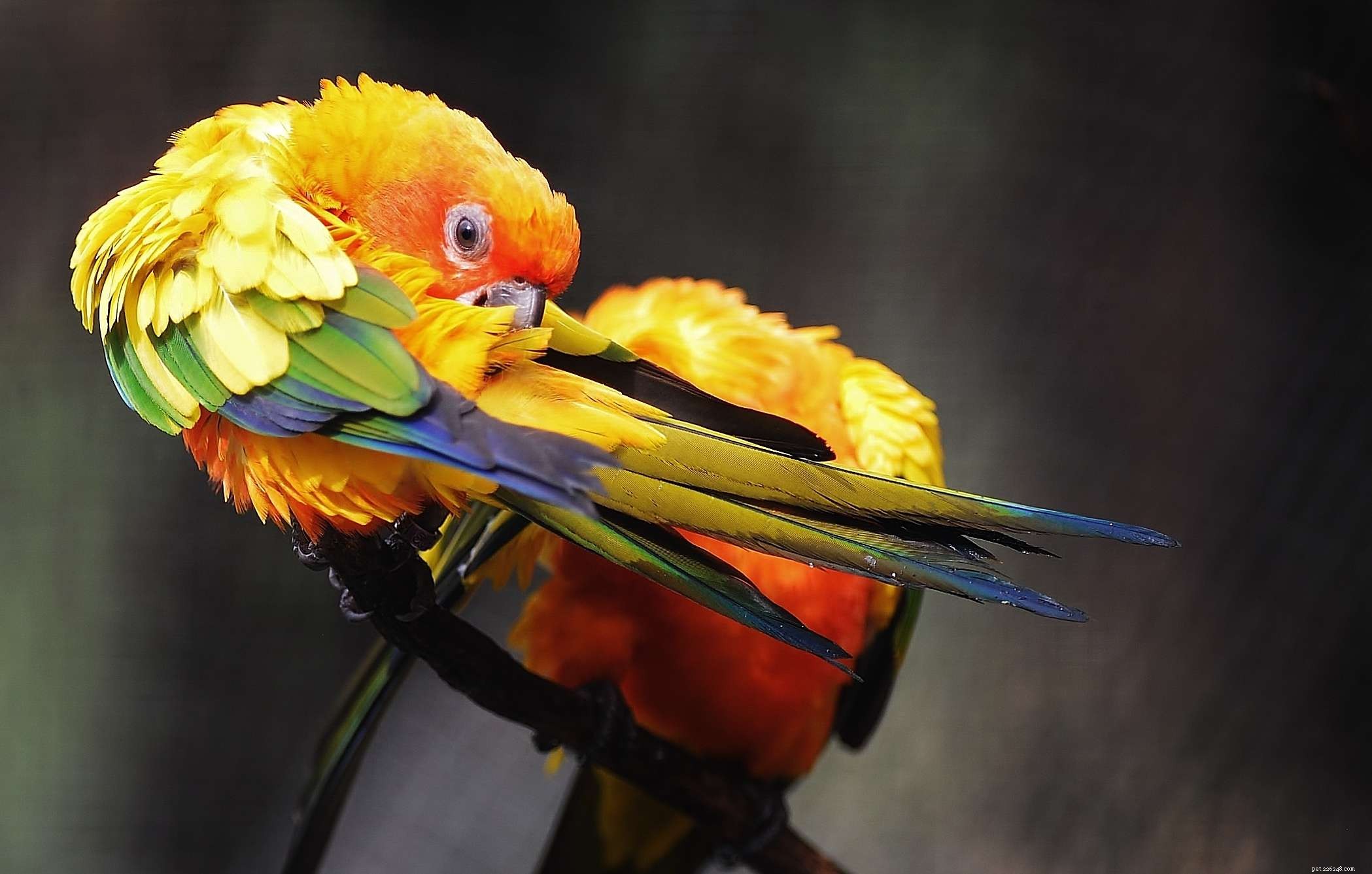 Hormonellt beteende hos papegojor