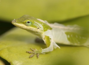 Abris incomplets chez les reptiles