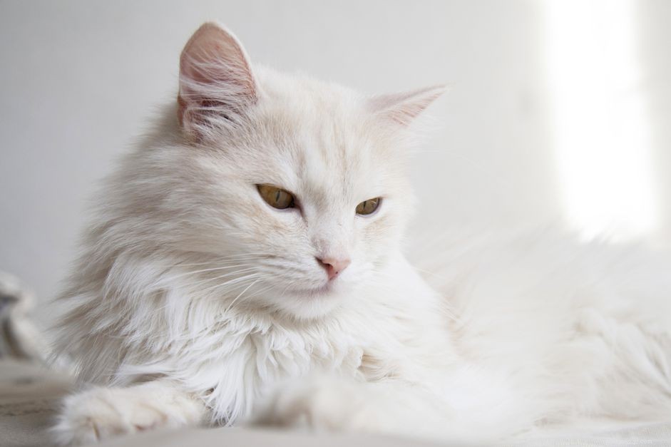 Jaký je rozdíl mezi kočičí srstí a srstí?