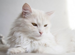 고양이 털과 털의 차이점은 무엇입니까?