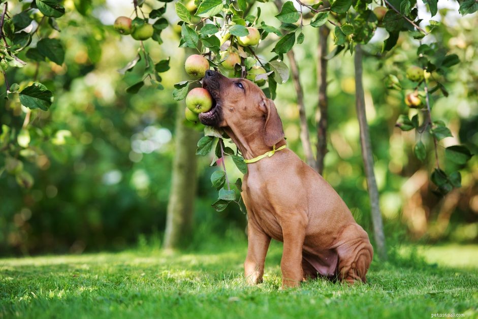 개가 사과를 먹을 수 있습니까?