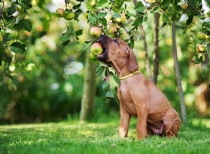 개가 사과를 먹을 수 있습니까?