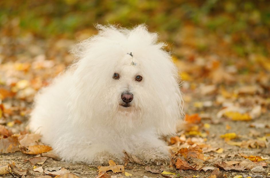 Bolonês (Bolos):perfil da raça do cão