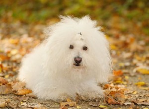 Bolognais (Bolos) :Profil de race de chien