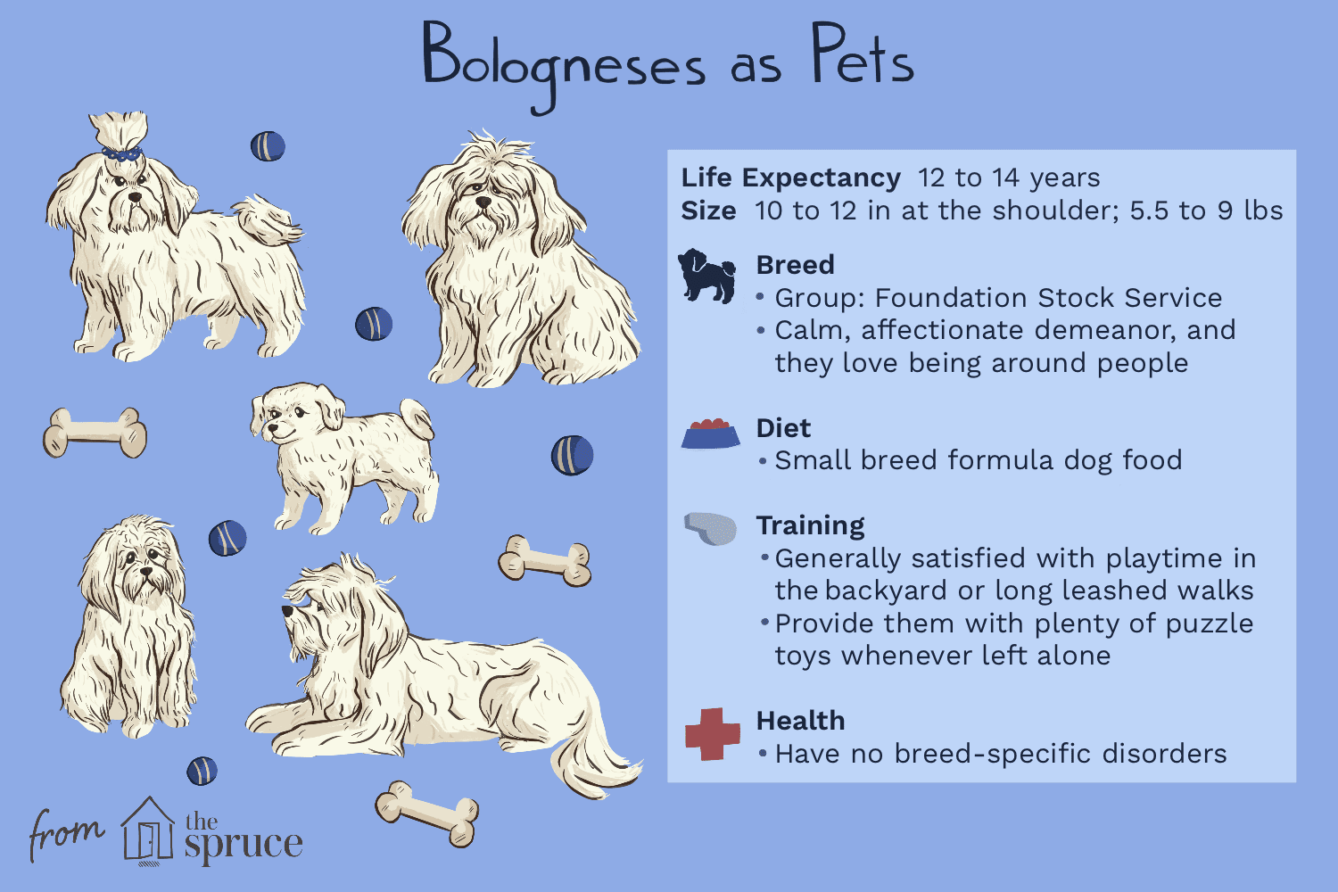Bolognese (Bolos):Profil plemene psa