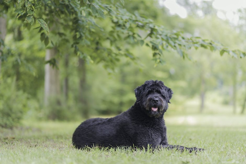 Bouvier des Flandres:perfil da raça do cão