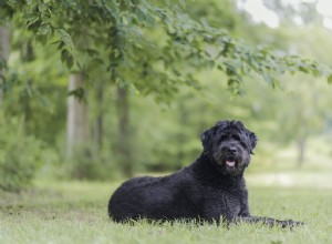 Bouvier des Flandres：犬の品種プロファイル 