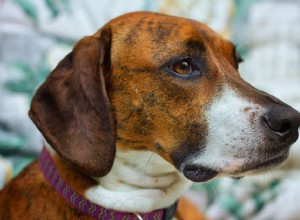 Plott Hound :profil de race de chien