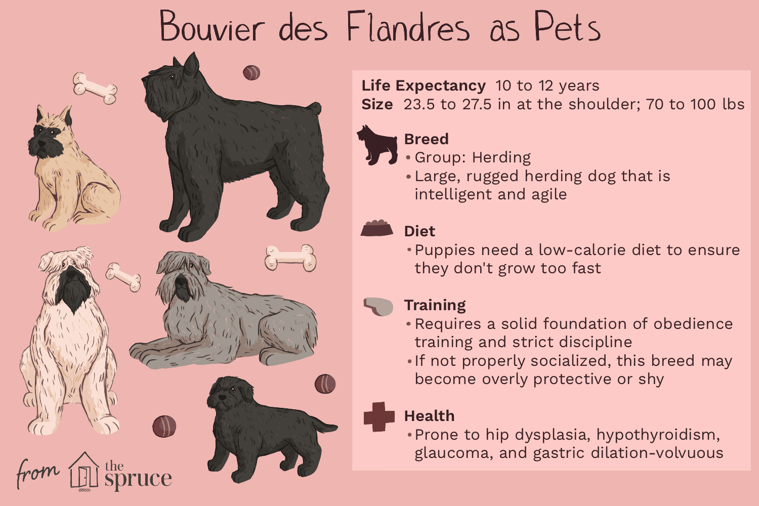 Фландрский бувье:Профиль породы собак