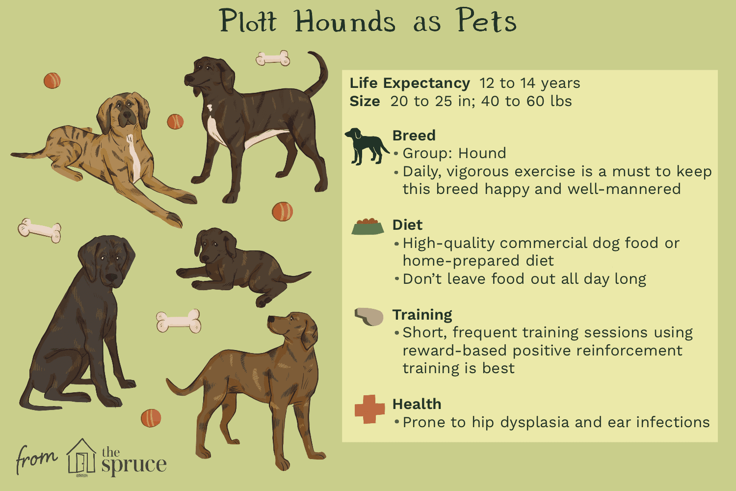 Plott Hound:Profil psího plemene