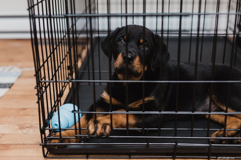 Een nieuwe puppy in quarantaine plaatsen om gezonde honden te beschermen