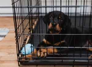 Mettez un nouveau chiot en quarantaine pour protéger des chiens en bonne santé