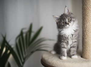 Главные причины держать кошек дома