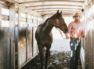 Trénink koně – co můžete dělat s dvouletým nebo tříletým koněm