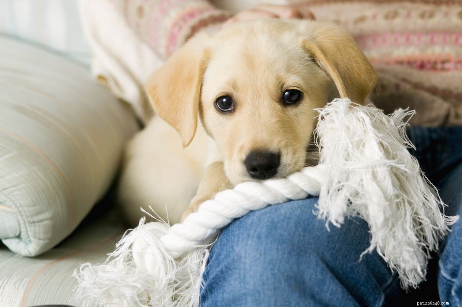 12 modi in cui i cuccioli mostrano amore
