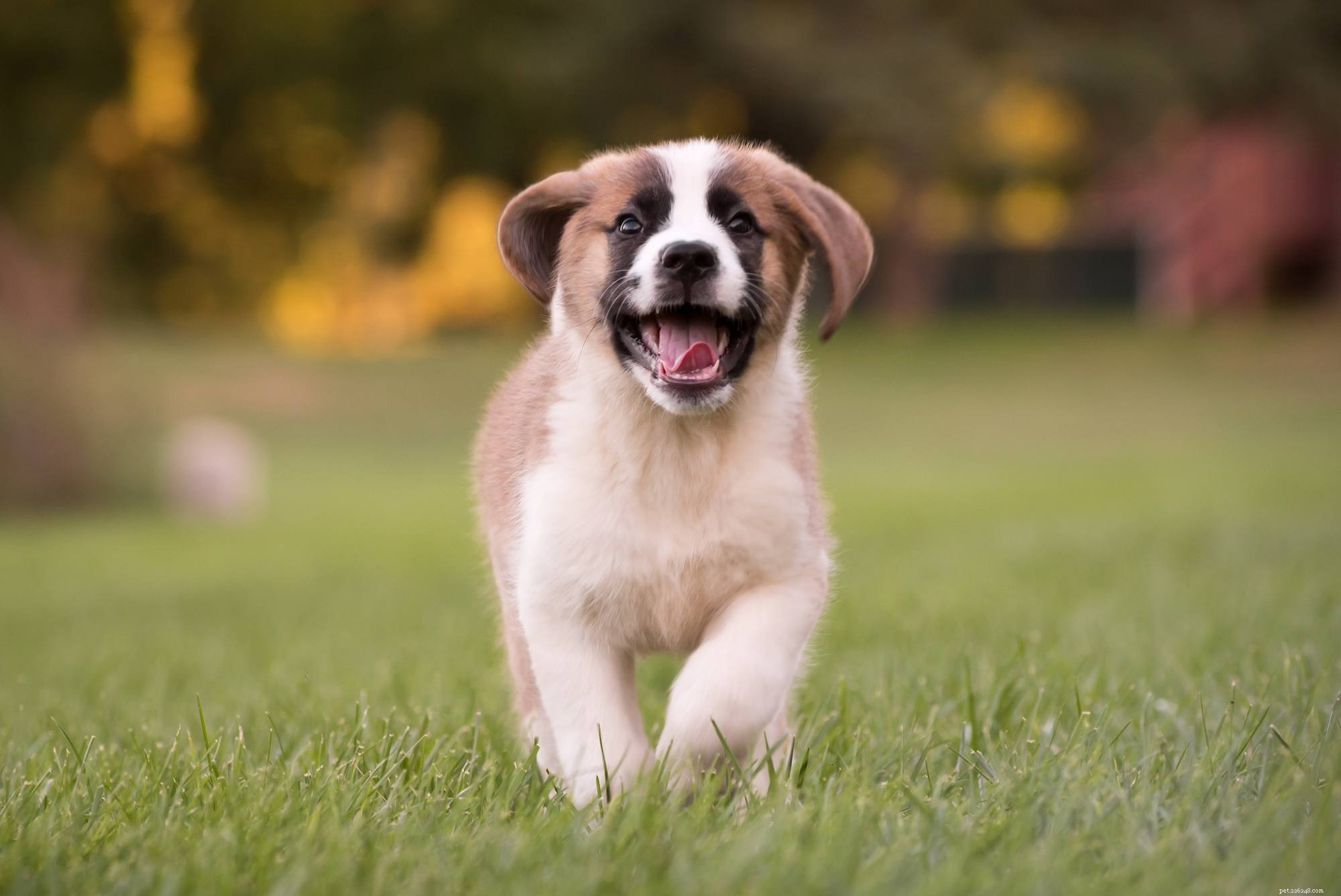 Quais são os sinais de displasia da anca em cachorros?