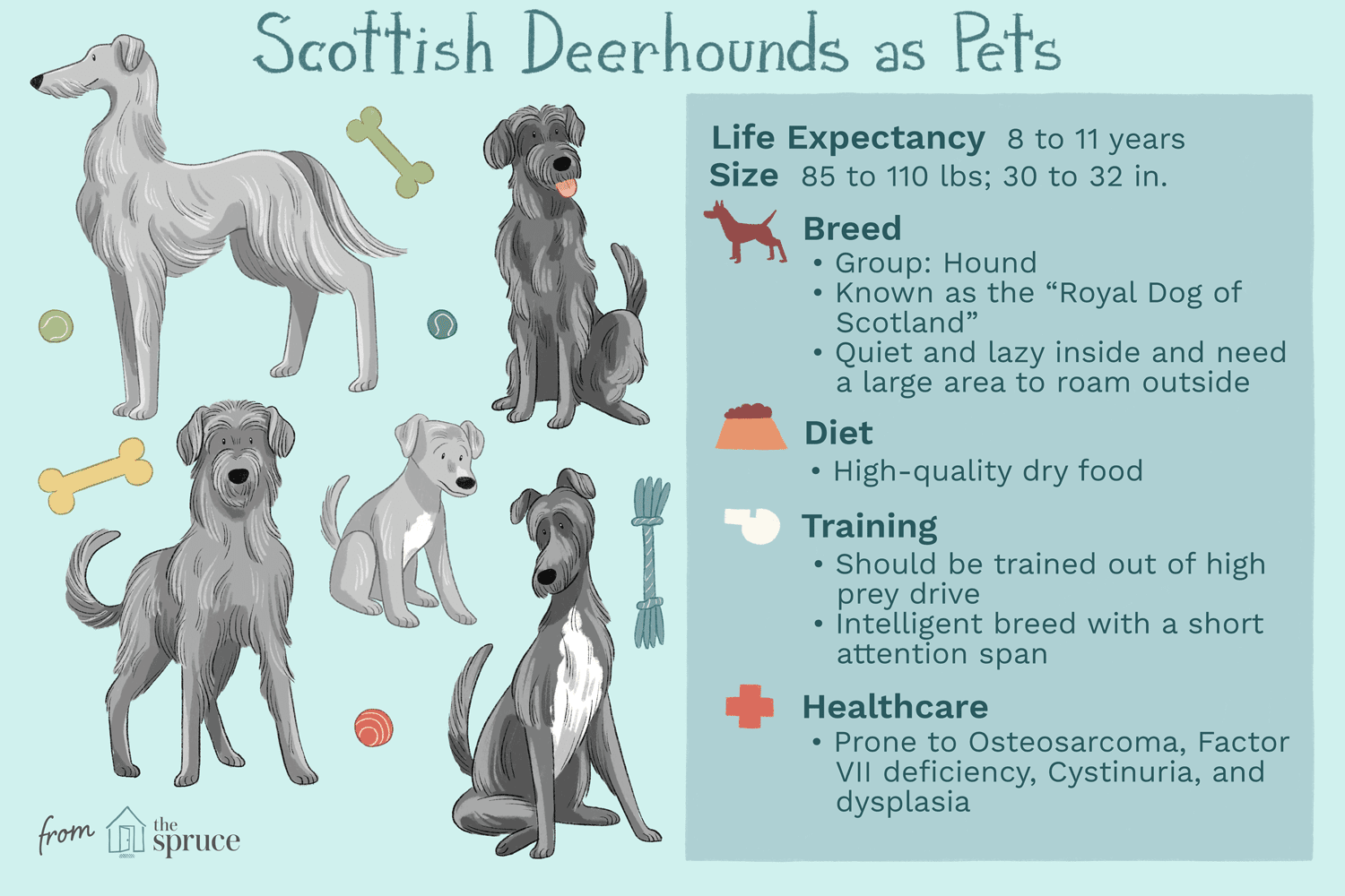 Шотландский дирхаунд:Профиль породы собак