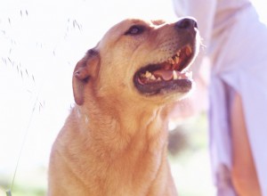 Чинук:Профиль породы собак