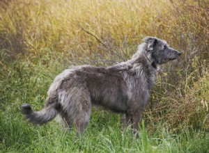 Skotský deerhound:Profil psího plemene