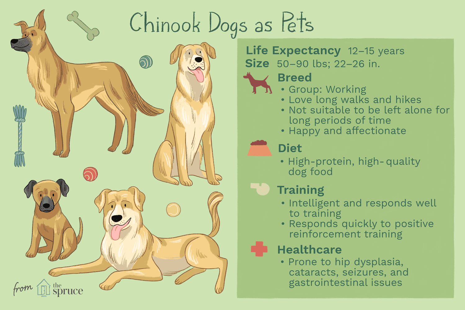 Chinook:perfil da raça do cão