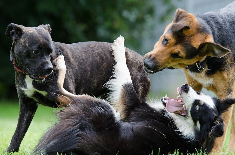 Что владельцы собак должны знать об альфа-ролле
