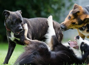 Что владельцы собак должны знать об альфа-ролле