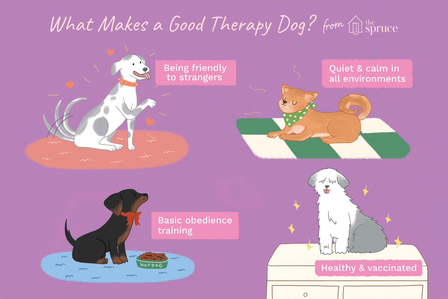 Как дрессировать щенка, чтобы он стал собакой-терапевтом