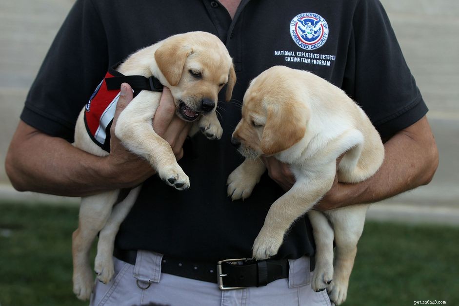 Adopteren via het TSA Dog Adoption Program