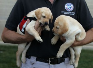 Comment adopter du programme d adoption de chiens de la TSA