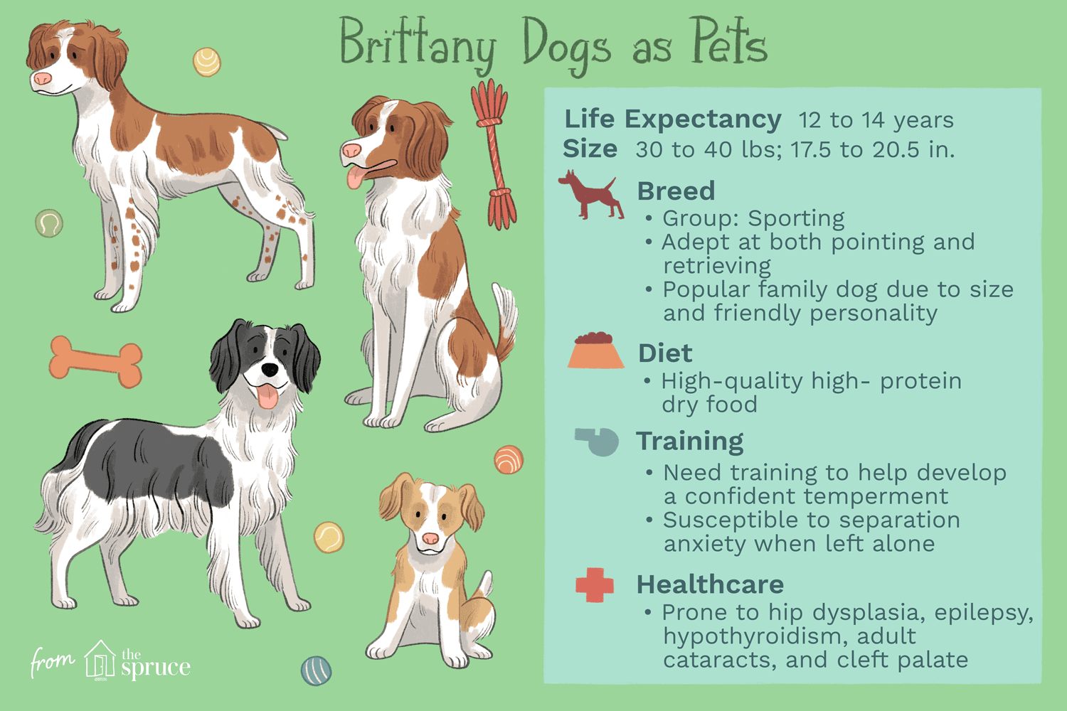 Bretagne :profil de race de chien