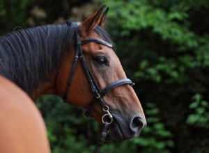 15 koňské náustky, které by měl znát každý jezdec