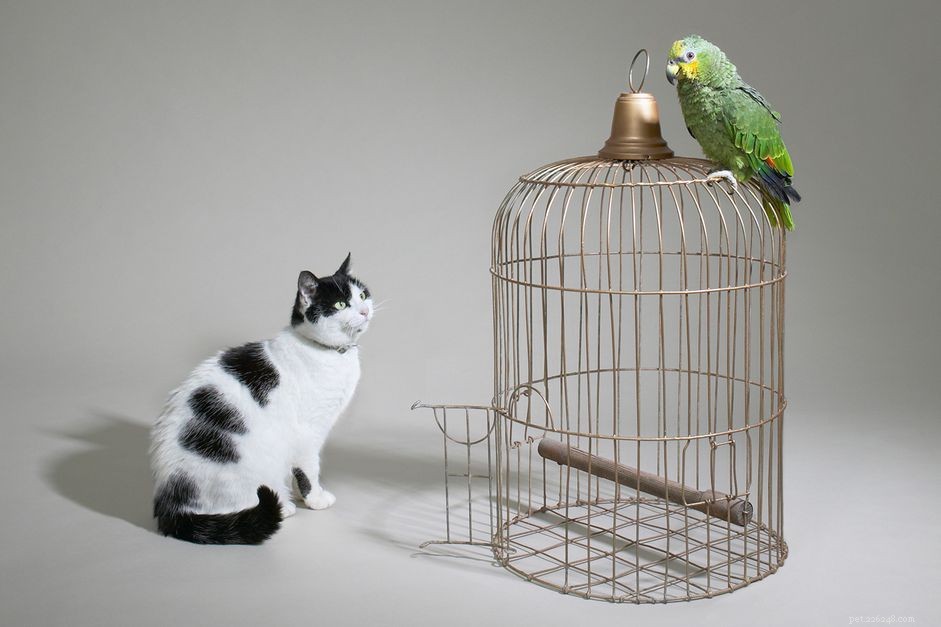 Můžou papoušci žít s jinými mazlíčky?