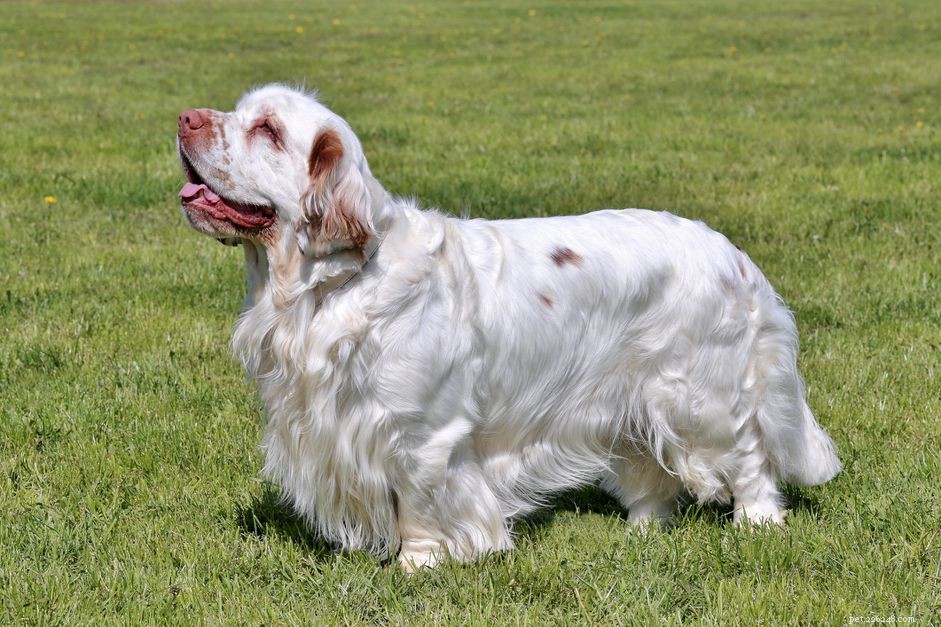 Clumber Spaniel:profilo razza canina
