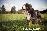 Clumber Spaniel:profilo razza canina