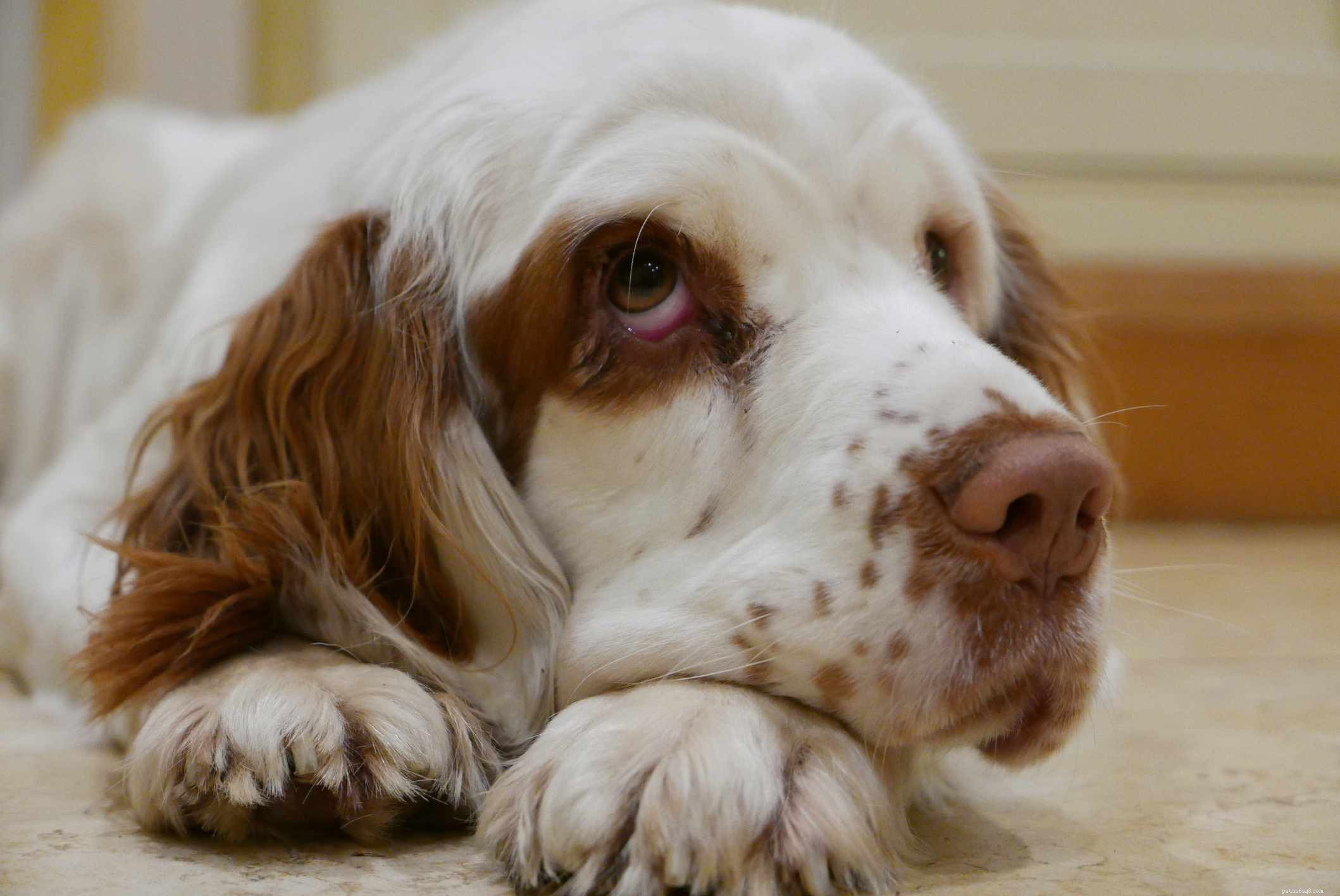 Кламбер-спаниель:Профиль породы собак