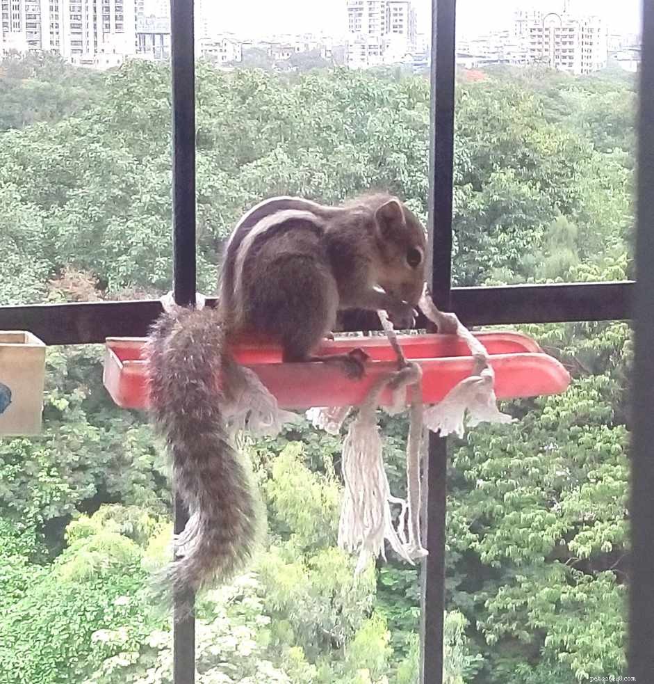 Dare da mangiare agli scoiattoli domestici