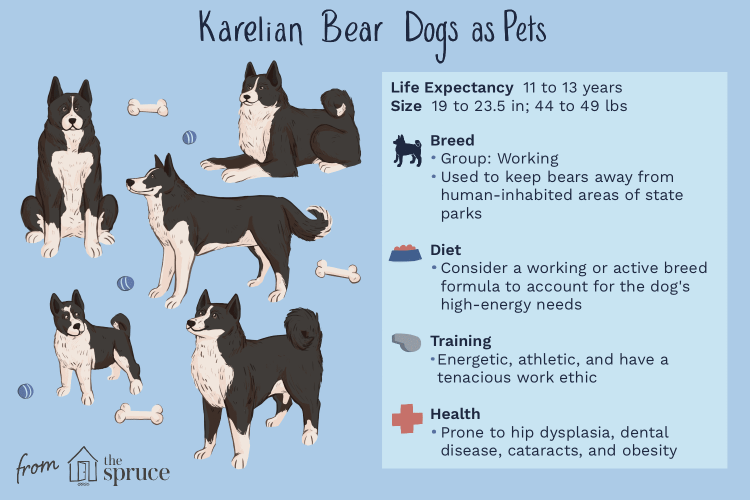 Karelský medvěd:Profil psího plemene