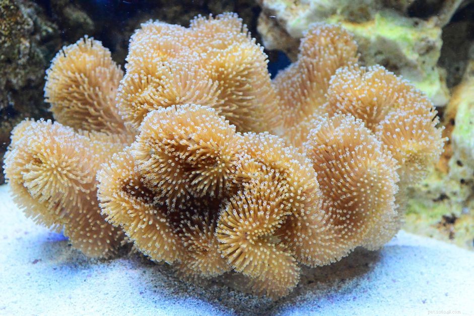 O que os corais comem?