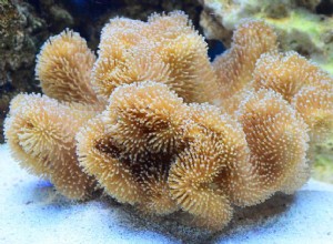 Co jedí koráli?