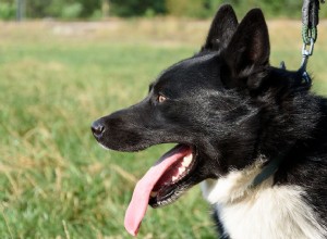 Urso da Carélia:perfil da raça do cão