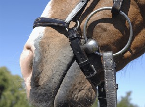 馬のビットを測定する方法 